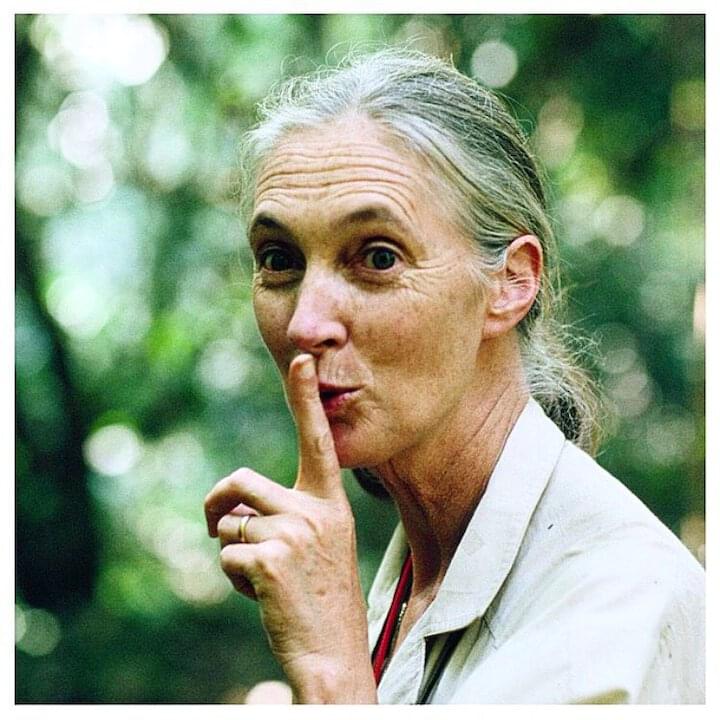 Photo of Jane Goodall